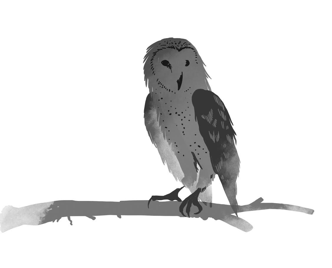 owl1